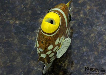 Matsumoto Kurosawa Custom Knife Big Spotted Trigger Fish - Image 5